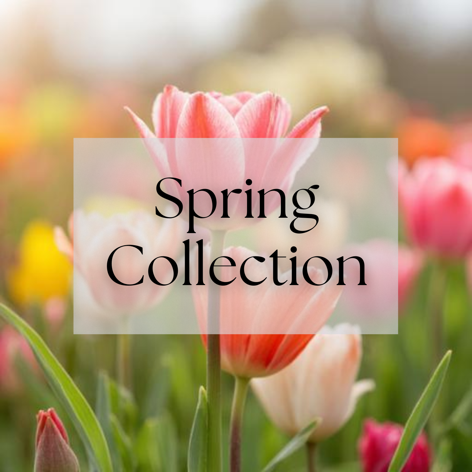 Spring Collection