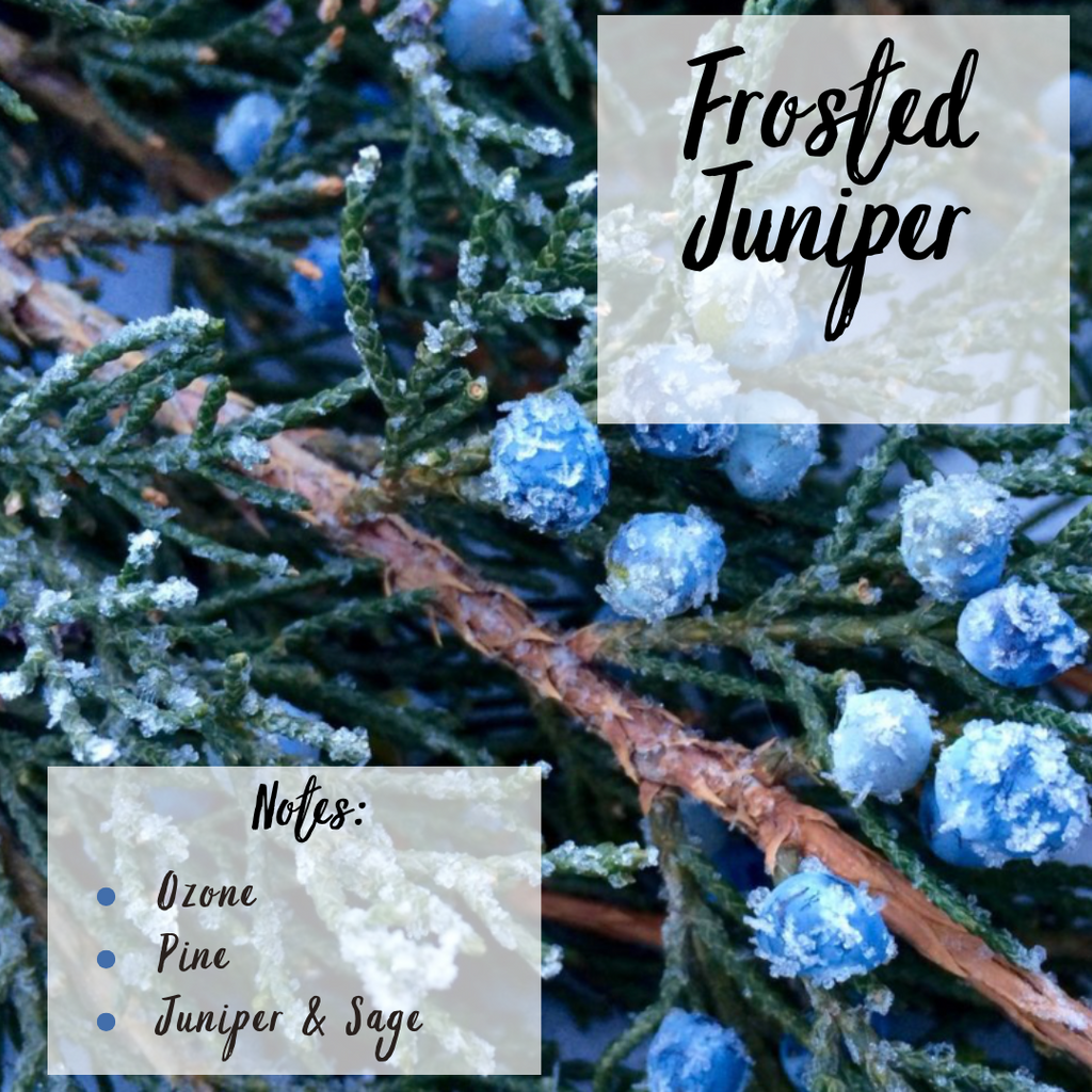 Frosted Juniper- 3 Wick Scented Soy Candle
